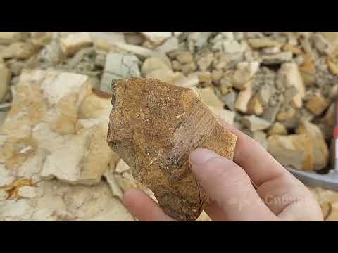 Видео: на поиски первых лепидодендронов