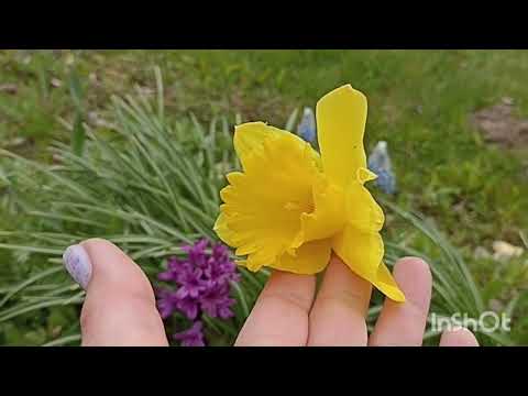 Видео: Мои мускари и нарциссы 🌷🌺🌸
