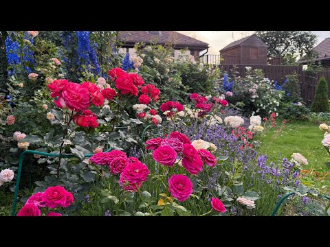 Видео: Распушились и благоухают! 🌹Розы цветут…