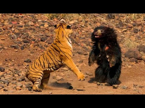 Видео: Этот агрессивный зверь нападает даже когда ранен - МЕДВЕДЬ ГУБАЧ В ДЕЛЕ!