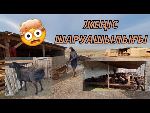 Видео: Мал өсірсең - қой өсір.