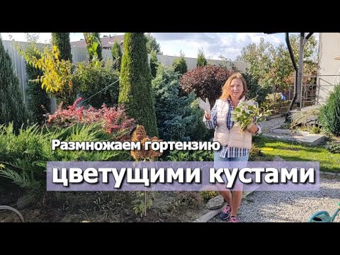 Видео: РАЗМНОЖАЕМ ГОРТЕНЗИЮ КУСТАМИ ЗА 1 СЕЗОН | Как размножить гортензию из куста быстро и просто