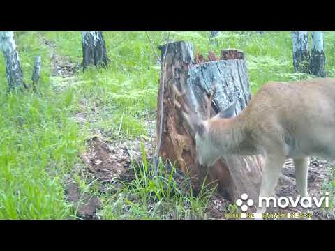 Видео: Солонец для косули