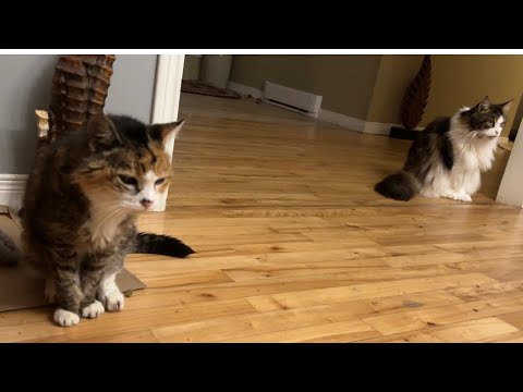 Видео: 🔉Властная 26-летняя кошка Торби 😲