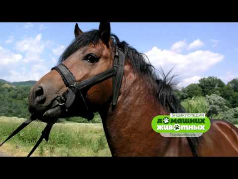 Видео: Энциклопедия домашних животных №5 - Гуцульский конь