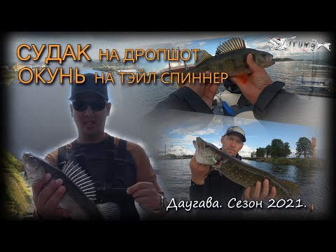 Видео: Судак на дропшот. Окунь на тэйл спиннер. Даугава. Сезон 2021.