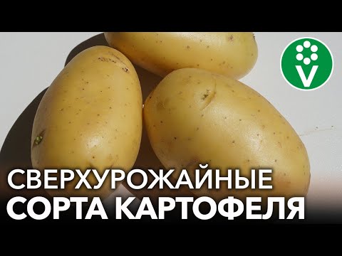 Видео: ТРИ СОРТА КАРТОФЕЛЯ, КОТОРЫЕ ПОРАЗИЛИ МЕНЯ - СУПЕРУРОЖАЙНЫЕ И ВКУСНЫЕ!