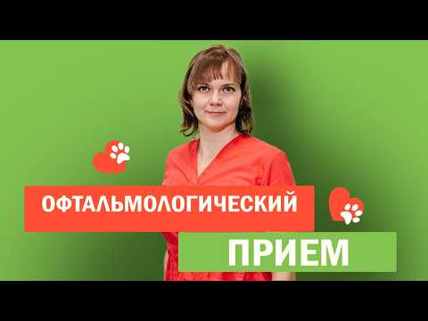 Видео: Диагностика на офтальмологическом приеме в ветеринарном центре "Котонай"