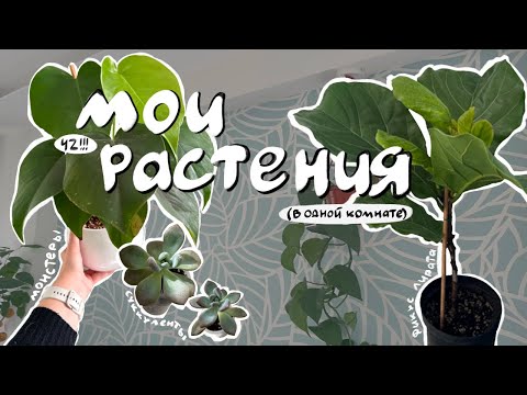 Видео: МОИ РАСТЕНИЯ 🌱