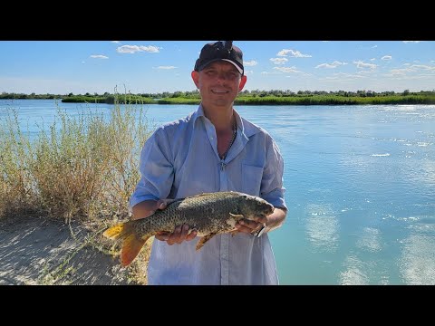Видео: Сазаны рвут снасти. Два дня на прекрастной реке ИЛИ!