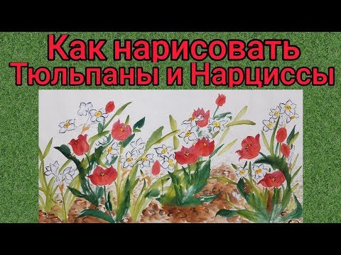 Видео: Как рисовать Нарциссы и Тюльпаны урок How to draw Narcissus and Tulips tutorial 수선화 튤립 그림 그리기