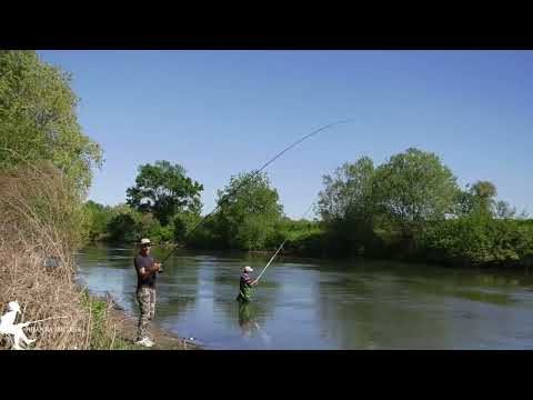 Видео: 🎣 Сè е техника – улов на попадика со лесен прибор! 🐟 #риболов #fishing #popadika