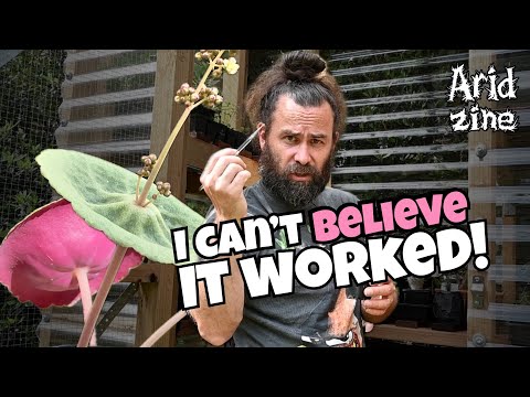 Видео: Зимние работы по уходу за растениями в кактариуме: семена, корни и спасение