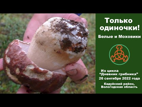 Видео: Только одиночки! Белые и Моховики. Дневник грибника 26 сентября 2022 года.