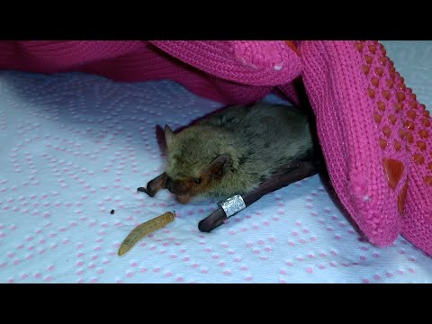 Видео: В квартиру залетів кажан: що робити і чи варто боятися?