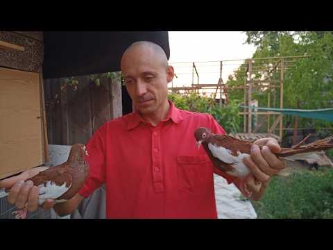 Видео: Как на 100% определить Голубь или Голубка? Как отличить Самку от Самца? Как определить пол у Голубей