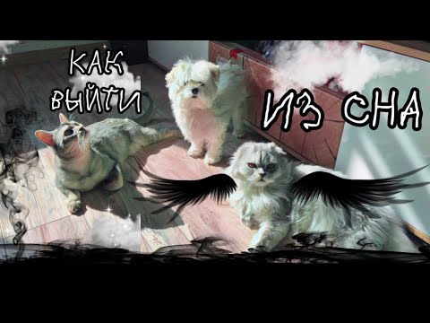 Видео: КТО НЕ СМОЖЕТ ВЕРНУТЬСЯ ИЗ СНА? | кошачья история ужасов 4 серия