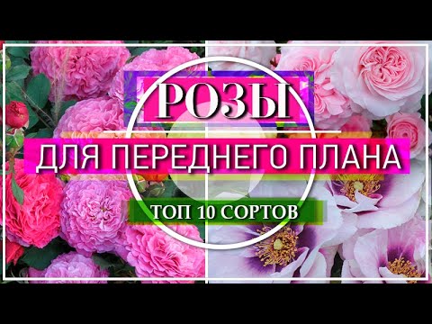 Видео: ТОП 10 РОЗ ДЛЯ ПЕРЕДНЕГО ПЛАНА ЦВЕТНИКА / ЛУЧШИЕ  ОБИЛЬНОЦВЕТУЩИЕ СОРТА  / ЧАСТЬ 2