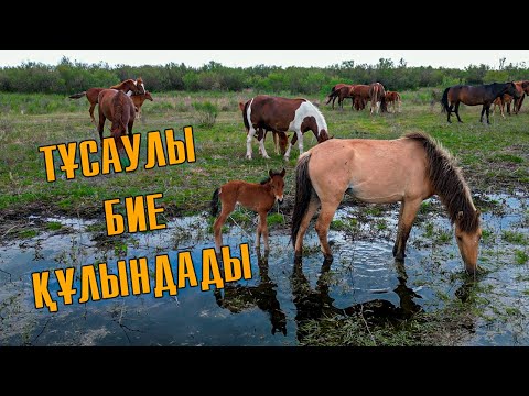 Видео: Ақбақай айғырдың үйірін қарап | Тұсаулы жүрген құла бие құлындады