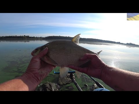 Видео: #рыбалка #фидер #днепр    Рыбалка в Городе.Фидер 2023