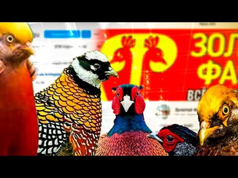 Видео: фазановодство, как правильно ухаживать за фазанами, тематика и обсуждения