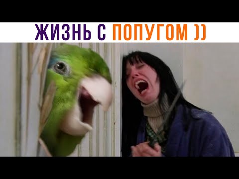 Видео: Приколы с попугаями. ТИПИЧНЫЙ ПОПУГ))) Приколы | Мемозг 889