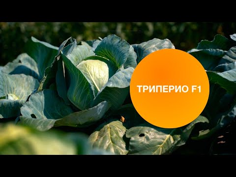 Видео: ТРИПЕРИО F1 | Овощная усадьба