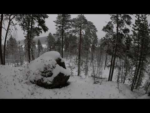 Видео: Поиск Медведя - Шатуна с лайками на Кольском конец ноября 2021 года