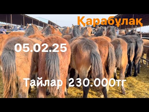 Видео: 05.02.25 Жылқы бағасы 1-бөлім Қарабұлақ мал базары