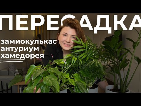 Видео: Большая весенняя пересадка: Антуриум Зизу, Хамедорея, Замиокулькас • Замешиваем грунт для растений