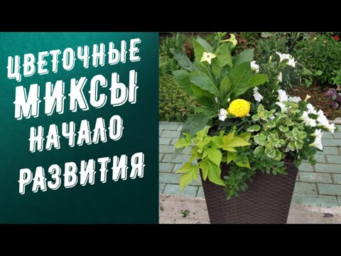 Видео: ЦВЕТОЧНЫЕ МИКСЫ, СДЕРЖИВАЮ ЗАХВАТЧИКОВ