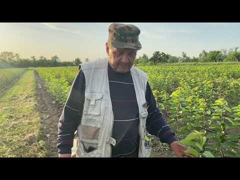 Видео: Саженцы черешни и полукарликовые подвои для черешни и персика.