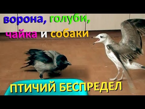 Видео: ПТИЧИЙ БЕСПРЕДЕЛ! (ворона, голуби, чайка и собака делят еду)