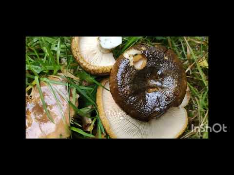 Видео: 9 октября. ГРИБЫ - ЕСТЬ!!!