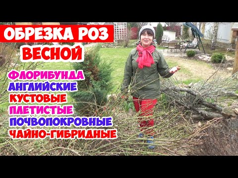 Видео: Обрезка роз ВЕСНОЙ. Весенняя обрезка всех видов роз в одном видео! + Схемы обрезки!