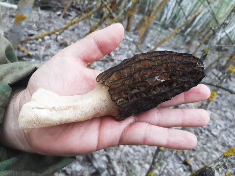 Видео: Где искать сморчок? И что могут два "грибанутых" человека!)))
