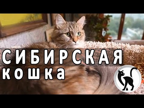 Видео: Сибирская кошка. Знакомимся ближе с сибирской кошкой