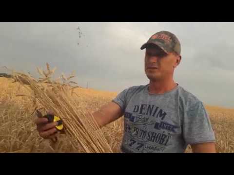 Видео: Пшеница No-Till узкие и широкие междурядья - считаем потенциальную урожайность