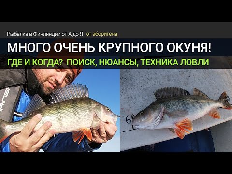 Видео: Когда и как поймать много крупного окуня или окуневое эльдорадо в Финляндии