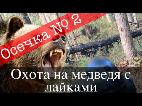 Видео: Снова осечка - Охота на медведя с лайками 2023 г.