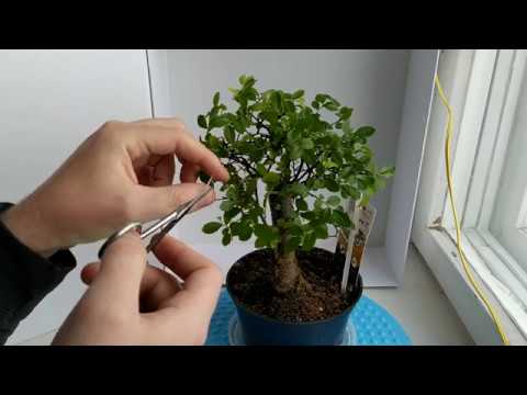 Видео: КАК ПРИВЕСТИ БОНСАЙ В ПОРЯДОК? | ВОССТАНАВЛИВАЕМ ВЯЗ КИТАЙСКИЙ
