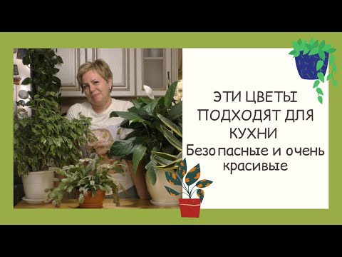Видео: КАКИЕ ЦВЕТЫ МОЖНО ВЫРАЩИВАТЬ НА КУХНЕ