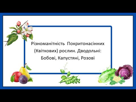 Видео: Різноманітність Покритонасінних рослин. Клас Дводольні. Бобові, Капустяні, Розові