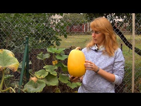 Видео: Сбор урожая тыкв