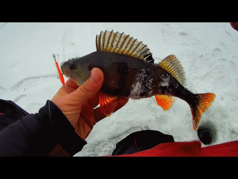 Видео: Окунь на балансир