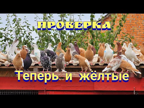 Видео: Жёлтые голуби есть брак