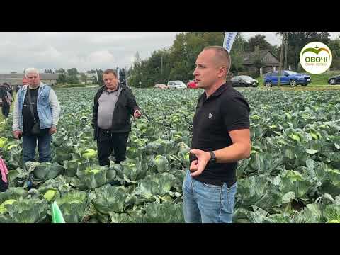 Видео: Килостійка капуста для зберігання. Огляд з дня поля | Овочі. Смак успіху