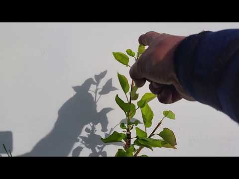 Видео: Ашладисване сваляне на превръзката