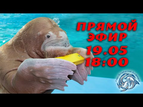 Видео: Кто может быть лучше моржей? Только моржи! В Санкт-Петербургском Дельфинарии.