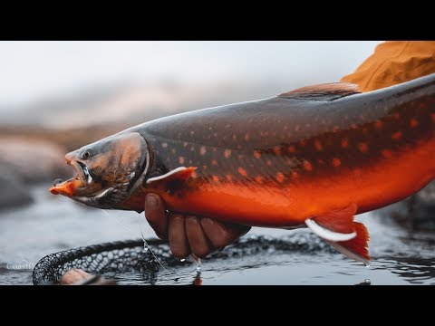 Видео: ЛОВЛЯ АРКТИЧЕСКОГО ГОЛЬЦА НАХЛЫСТОМ в ГРЕНЛАНДИИ!